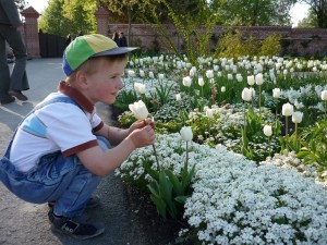 Ein kleiner Junge bewundert diese Tulpen.