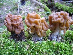 Die sehr seltene Riesen - Lorchel (Gyromitra gigas) fanden wir am 04. April 2009 auf unserer ersten Pilzwanderung in diesem Jahr.