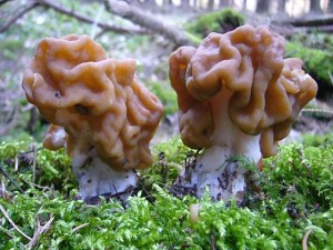 Riesen - Lorchel (Gyromitra gigas) Kein Speisepilz. Die Art ist in Mecklenburg sehr selten! Gefunden am 04. April 2009.