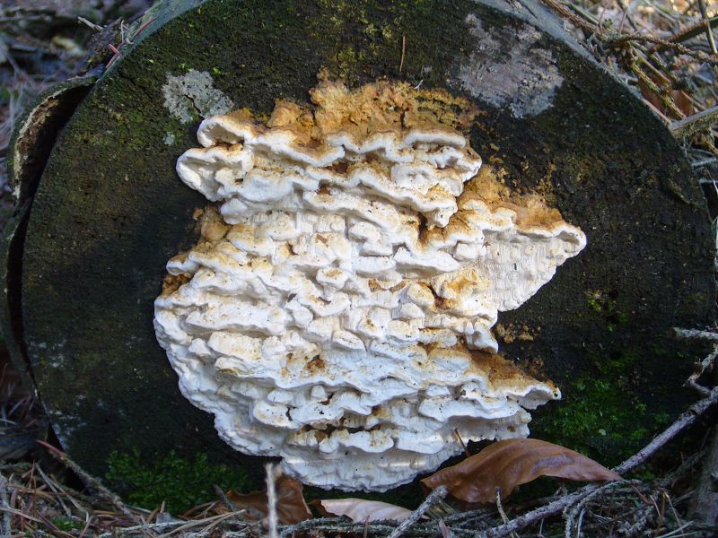Die Reihige Tramete (Antrodia serials) ist an liegenden, noch sehr harten Fichtenstämmen häufig zu finden. Besonders an den Stirnseiten der zersägten Stämme. Der Pilz erzeugt im Holz eine Braunfäule. 