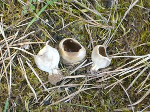 Die Schwarzweiße Becherlorchel (Paxina leucomelaene) ist von April - Juni in grobsandigen Kiefernwäldern stellenweise in großer Zahl zu finden. Besonders in mit Kiefern aufgeforsteten Kiestagebauen. Der Pilz wurde schon von einigen Pilzfreunden ohne Schaden gegessen. 