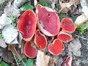 Östereichischer Prachtbecherling (Sarcoscypha austriaca) Ungenießbar und selten! Foto:10.04.2009