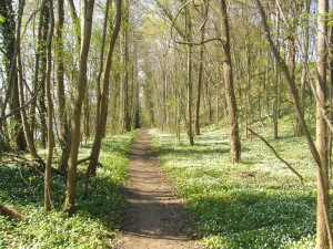 Ein Teppich von Anemonen am Ufer des Schweriner See`s bei Görslow. 