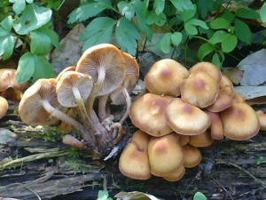 Stockschwämmchen (Kuehneromyces mutabilis) Dieser Ausgezeichnete Speisepilz wächst fast das ganze Jahr über. Am häufigsten ist es allerdings im Herbst an altem Laubholz. Nur die Hüte nehmen und im Herbst auf den giftigen Nadelholz - Häubling achten! Foto: 17.04.2009.