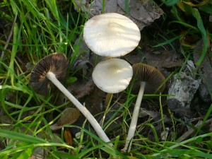 Frühlings - Mürbling (Psathyrella spadiceogrisea). Dieser häufige Frühlingspilz ist wächst saprophytisch an anbgefallen Ästen oder in der nähe alter Stubben, aber auch auf dem Erdboden in mesophilen und feuchten Laubwäldern von März - Mai. Er ist essbar, meist aber wenig ergiebig. Standortfoto vom 18. 04.2009.