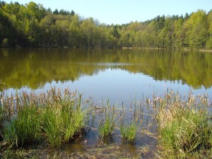 Waldsee im Naturpark Nossentiner/Schwintzer Heide. Foto 19. April 2009.