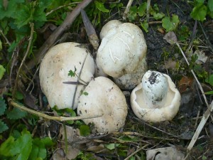 Die ersten Maipilze (Calocybe gambosa) in diesem Jahr. Habe die abgebildeten Exemplare zur Ausstellung mitgenommen und die estlichen Fruchtköper des "Hexenringes" stehen gelassen, in der Hoffnung, dass sie noch etwas wachsen. Regen muss her.