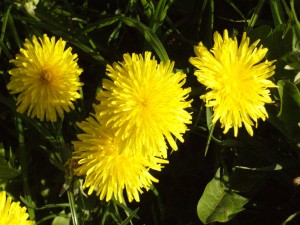 Der Löwenzahn hat den Höhepunkt seiner Blüte erreicht. Es gibt aber bei uns nur wenige Morcheln.