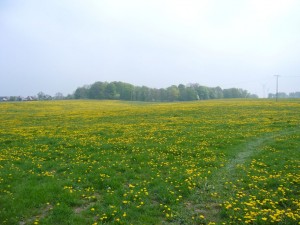 Löwenzahnwiese bei Boiensdorf.