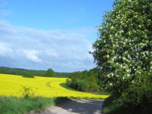 Typisches Rückseitenwetter nach einer Kaltfront. Alles grünt und blüht.