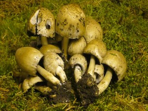 Grauer Falten - Tintling (Coprinus atramentarius). Der Pilz ist jung essbar, wobei Alkoholgenuss aber gemieden werden muss! Das Foto entstand auf der Moosfläche der Ausstellung am 05.05.2009.