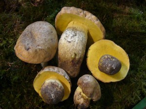 Fahler Röhrling (Boletus impolitus). 