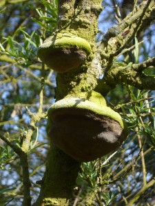 Sanddorn - Feuerschwamm (Phellinus hippophaecola). Standortfoto vom 10. Mai 2009.