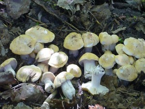 Maipilze treten in verschiedenen wuchs- und Farbvarianten auf. Am häufigsten sind die weißen. Daneben gibtes graue und bräunliche Hutfärbungen oder wie hier, mit schöner Gelbtönung.