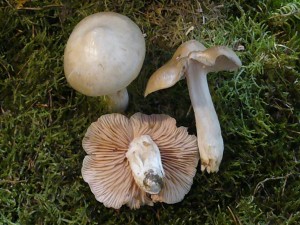 Blasser Pflaumen - Rötling (Entoloma sepium). Dieser Rötling ist im Mai und Juni stellenweise zahlreich unter Rosengewächsen