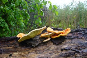 Der jung essbare Schwefelporling (Laetiporus sulphureus) kommt besonders gern an alten Weiden vor. In diesem Falle an einem liegenden Stamm.