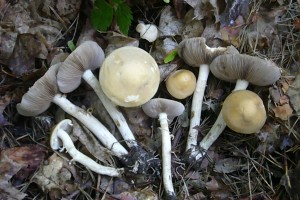 Frühlings - Ackerling (Agrocybe praecox). Dieser im Frühling sehr haufige Blätterpilz kann durchaus gegessen werden. Sein Aroma ist aber seht gewähnungsbedürftig.