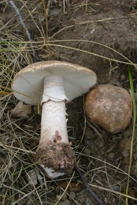 Auch diese essbaren Perlpilze habe ich heute gefunden und am Standort fotografiert. Der Sommer läßt grüßen! 