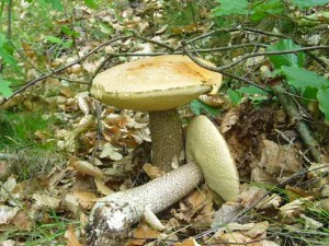 Der Topfund unserer heutigen Wanderung waren diese prächtigen Birken - Rotkappen (Leccinum testaceoscabrum), ebenfalls am Uferbereich eines anderen Gewässers. 