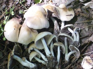 Lilablättriger Mürbling (Psathyrella candolleana). Dieser häufige Blätterpilz tritt vom Frühjahr bis zum Herbst immer wenige Tage nach Regenfällen oft in großen Schaaren auf. Er kann dann als Suppenpilz eingesammelt werden und soll vorzüglich schmecken.