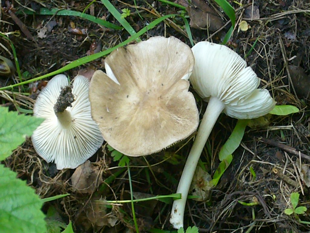 Breitblättriger Rübling (Megacollybia platyphylla). Diese auffalende und große Art ist in vielen Waldgesellschaften vom Frühling bis zum Herbst anzutreffen.