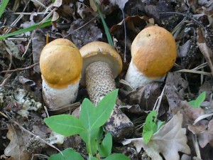 Junge Espen - Rotkappen (Leccinum aurantiacum) erfreuten uns sehr. Standortfoto 06. Juni 2009 am Farpener Stausee.