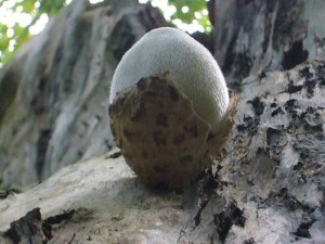 Ein Wolliger Scheidling (Volvariella bombycina) schlüft am Abend des heutigen Tages aus dem Ei. Ausgbrütet von einer toten Weide bei Neukloster.