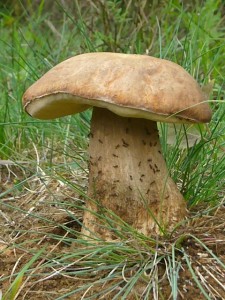 Dieser schöne Sommersteinpilz wuchs genau bei einem Ameisennest. Kein Wunder, dass sich keine Schnecke traute, diesen schönen Pilz au zu knabbern. 10. Juni 2009 im Lanschaftsschutzgebiet mittleres Warnowtal.