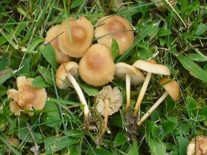 Nelkenschwindling (Marasmius oreades). Diese vorzüglichen Speisepilze sind durch den starken Regen gut aufgefrischt.