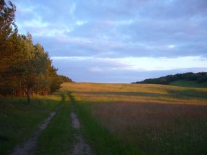 Abendstimmung am Sonderstandort ehemaliger Kiestagebau, teilweise aufgeforstet mit Kiefern. Auf, und am Rande dieses Weges standen die folgende Boviste. Hier sollten in kürze auch die Körnchen Röhrlinge und Butterpilze erscheinen. 16. Juni 2009. 