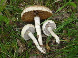 Diese Rissigen Ackerlinge (Agrocybe dura) waren die einzigen Frischpilze in einer wismarer Parkanlage. Standortfoto vom 19. Juni 2009.