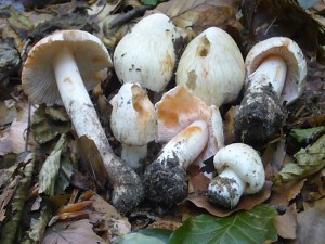 Ziegelroter Mairißpilz (Inocybe patouilardii). Einer der gefährlichsten Giftpilze mit hohem Muskaringehalt!! Standortfoto vom 20. Juni 2009 im Radebachtal bei Blankenberg. 