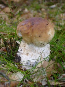 Der erste Echte Steinpilz des Jahres 2009. Er war völlig madenfrei und jeder bekam gleich im Wald eine dünne Scheibe zu Verkostung. Auf das in diesem Jahr noch reichlich dieser köstlichen Pilze wachsen mögen.