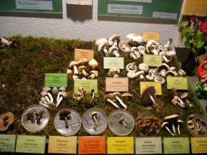 Ausschnitt der heutigen Pilzausstellung. 21. Juni 2009.