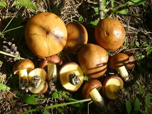 Körnchen Röhrling (Suillus granulatus). Obwohl noch jung und fest, waren viele in diesem Stadium schon voller maden. Standortfoto vom 23. Juni 2009.