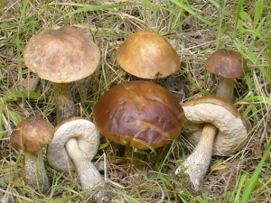 Birkenpilze (Leccinum scabrum) am 23. Juni 2009.