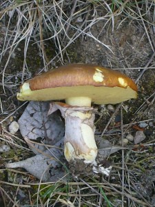 Butterpilz (Suillus luteus). Diese Schmierröhrlingsart war heute nur wenig vertreten. Standortfoto vom 23. Juni 2009. 