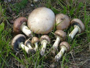 Am Straßenrand auf Holzhäcksel entdeckte ich diese schönen Rorbraunen Riesenträuschlinge (Stropharia rugosoannulata) Guter Speisepilz. Allerdings nicht vom Straßenrand. Standortfoto vom 23. Juni 2009 bei Warin.