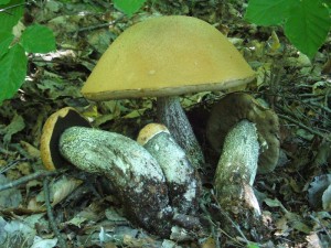 Birken Rotkappen (Leccinum testaceoscabrum) bildeten den Höhepunkt der heutigen Exkursion. Standortfoto vom 24. Juni 2009. Naturpark Sternberger Seenland.