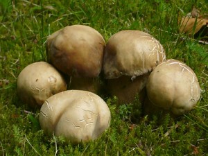 Familie Sommersteinpilz (Boletus reticulatus) kam mir heute morgen vor die Linse. Sie wuchsen in einer wismarer Parkanlage, so wie sie auf dem Bild zu sehen sind.