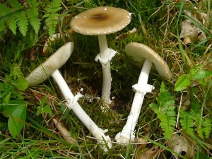 Auch diese schönen Pantherpilze (Amanita pantherina) gab es heute zu bewundern. Standortfoto vom 27. Juni 2009 im Neukloster Forst.