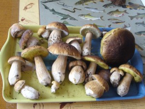 Diese schönen Steinpilze wurden heute Nachmittag in die Pilzberatung gebracht. Gefunden in einem Wald bei Wismar.Es handelt sich bis auf zwei Sommersteinpilze,, um Echte Steinpilze (Boletus edulis).