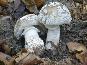 Auch der Graue Wulstling (Amanita excelsa) ist neu in diesem Gebiet. Standortfoto vom 28.06.09. Waldgebiet Levetzow/Kahlenberg.