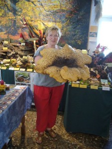 Doris Waitschies brachte am 30. Juni 2009 diesen riesigen Schuppigen Porling in die Pilzberatung. Da man ihn in diesem Stadium nicht mehr essen kann, stiftete Sie ihn für die Ausstellung. 65.00 cm Hutdurchmeßer und ca. 8.0 Kg gewicht.