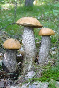 Die schönsten Birken - Rotkappen (Leccinum testaceoscabrum) am 31. Mai 2009 im Sültener Forst.