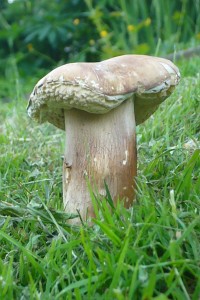 Der erste Sommer - Steinpilz (Boletus reticulatus) in diesem Jahr. 31. Mai 2009, reichlich spät!