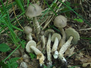 Graugrüne Birkenpilze (Leccinum specc.). Diese Art findet man in Mecklenburg im Herbst an moorigen Stellen und in Gewässernähe oft sehr zahlreich unter Moorbirken. Normalerweise aber nicht am 30. Juni 2009 