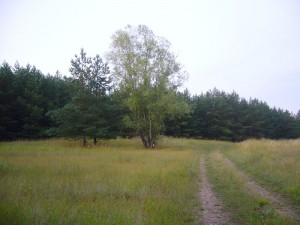 In diesem Biotop sind die Körnchen - Röhrlige zu hause. Foto: 17.Juli 2009.