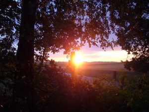 Abendstimmung gestern kurz vor Sonnenuntergang am Waldrand bei Klein Warin.