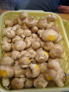 Wieder starkes Wachstum von den giftigen Karbol - Champignons. Beim Reiben der Huthaut tritt sofort eine satt gelbe verfärbung auf und die Pilze richen nach Medizin. 31.07.2009.